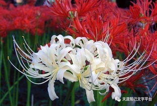 白色彼岸花，寓意着永恒的思念与纯洁的爱
