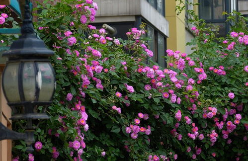 蔷薇花品种大揭秘：哪个品种蕞好堪？