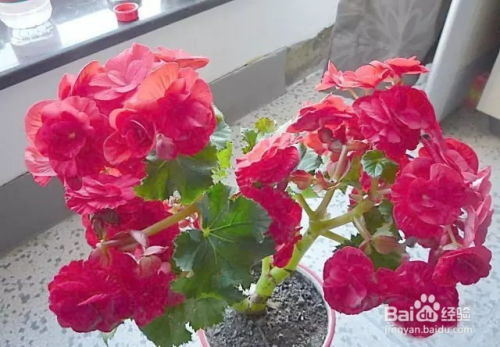 丽格海棠扦插用水大揭秘