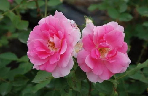 月季花的多样世界