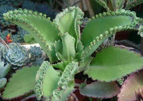 这些花有老桩，千万别买，养不活，还惹一肚子气!.上一...