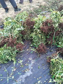 月季裸根苗的奇妙世界：探寻其价值与魅力