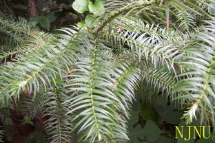 杉松柏属于裸子植物吗？其植物分类有何依据