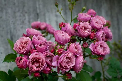 中国月季：野生之韵， 抗病性强