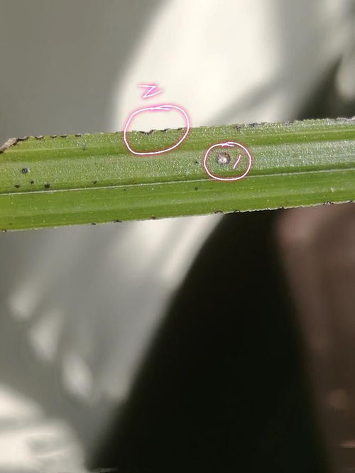 兰花叶子出现黑点是什么病虫害引起的