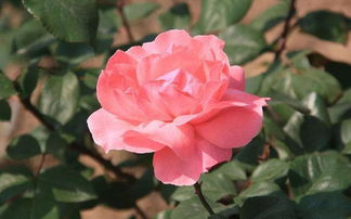 月季花的广泛分布