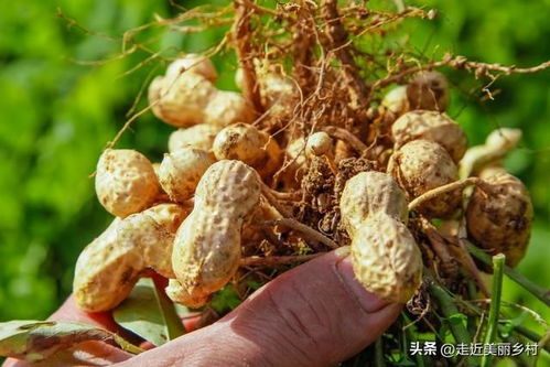 花生播种的最佳时间是什么季节？