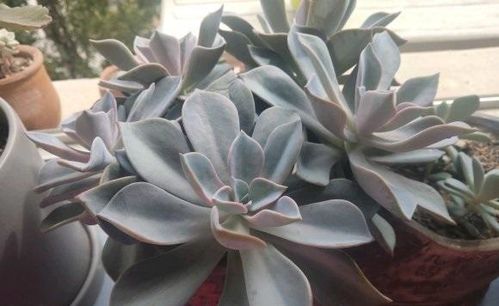 钻石锦多肉的养护要点