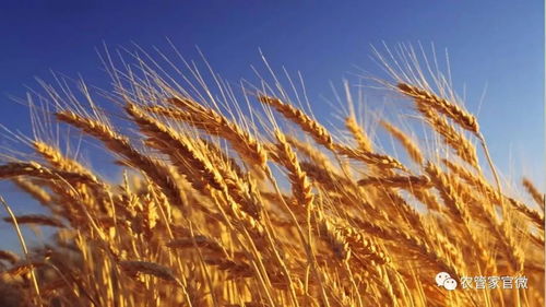 小麦失火事件，引发市场关注