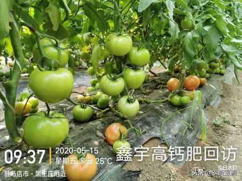 长叶香橙：香气扑鼻， 美味可口