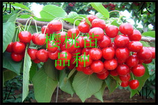 种子，是生命的延续