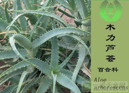 园艺爱好者的好帮手