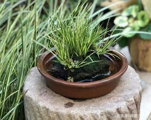 菖蒲养护小窍门：土养还是水养？施肥攻略来啦！