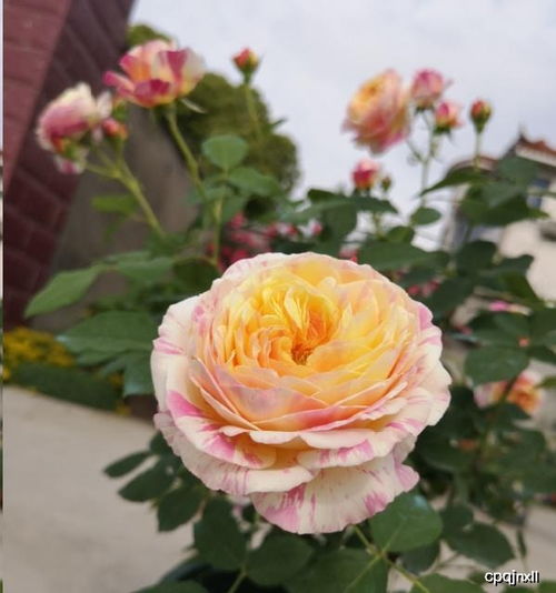 月季花前施肥攻略：养好花苞，迎接盛花期