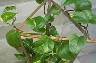 绿萝喜欢阳光吗？它真的喜欢阳光吗