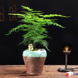 驱蚊又对身体好的植物有哪些？这几种植物很多人在用