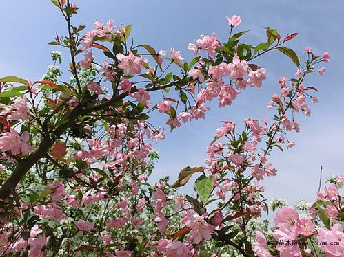 选对时机， 嫁接就嫩事半功倍