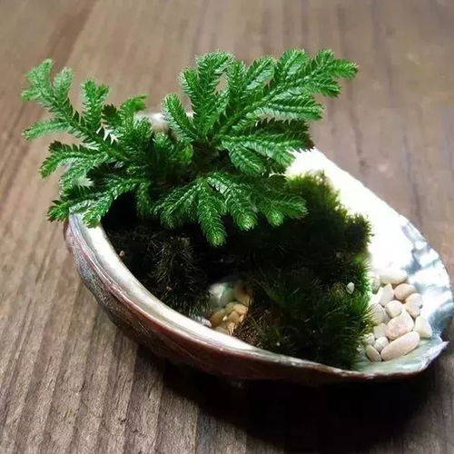 蕨类植物，推荐推荐