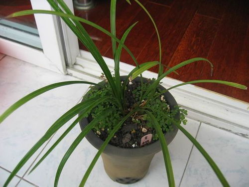 耐阴又好养活的兰草花