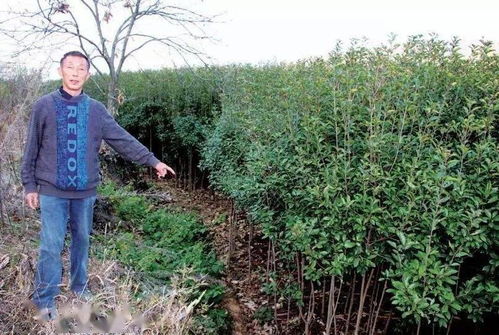 孝昌苗木花卉产业的绿色画卷