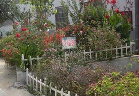 玫瑰果树篱：既美观又实用的院落守护者