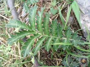 大黄的秘密， 双子叶蓼科植物