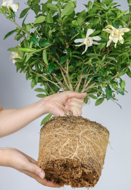 换盆时机，得讲究天时地利