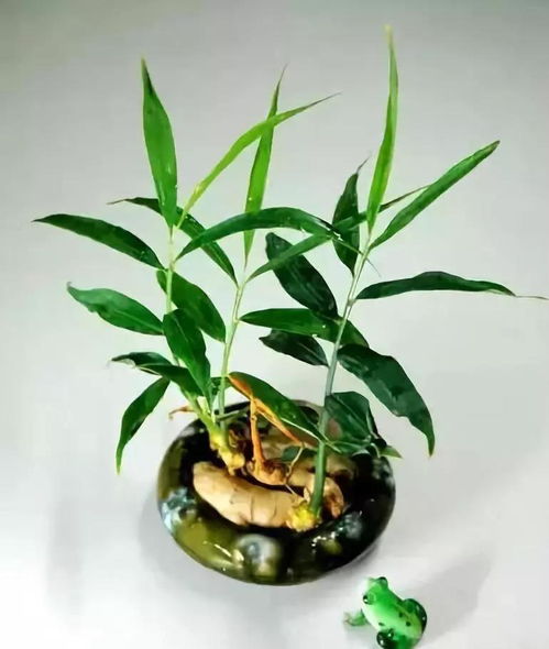 水培生姜种植，如何让盆栽生姜生长旺盛