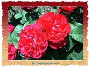 维克多雨果月季的花瓣颜色大揭秘