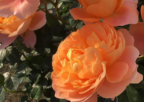 系列家族， 好大一个阵容