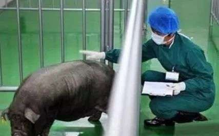 母猪预混料加量真的能显著提高产仔数吗？