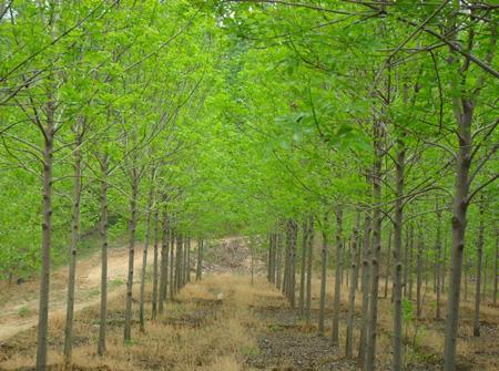 5公分国槐苗木价格大揭秘！