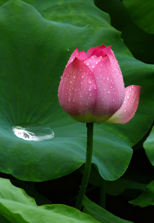 夕雾花语：神秘美丽的象征