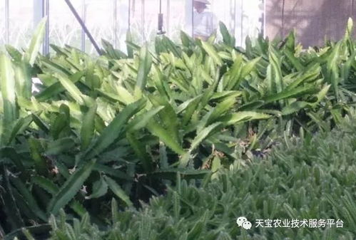 火龙果种苗种植，了解基础技术