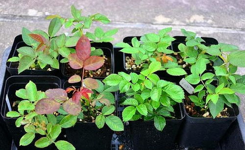 量需选苗：因地制宜， 合理选择