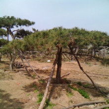 黑松的珍贵：不仅仅是树木