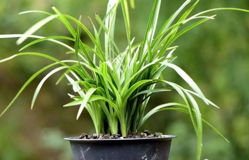 （养护三板斧）