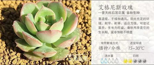 高效畜牧养殖技巧：掌握植物多肉的养护秘籍！