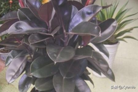 观叶花卉：独特的叶子， 别样的美