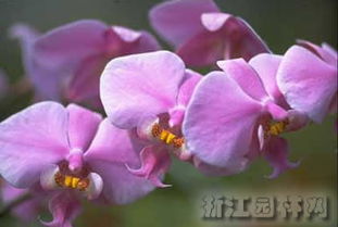 蝴蝶兰的生长周期详解