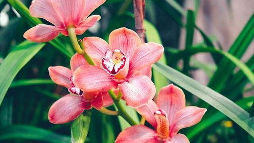 北方冬天美人蕉的生存挑战