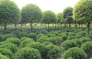 小区苗木破坏签证单揭示的秘密