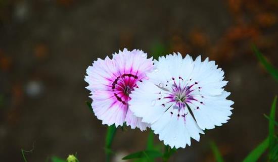 “春季花开时间有哪些？不同品种开花时间大揭秘