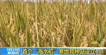 东北地区寒地种植， 适合的草种盘点