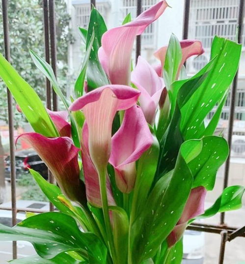 河南适宜种植的花卉和绿植