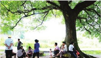 疑问解答：为什么耐阴草还是死？