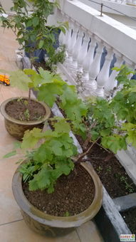 江浙沪露天养殖：哪些花草不易烂根？