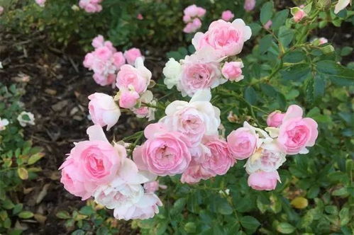 月季叶子发黄， 原来是它作怪