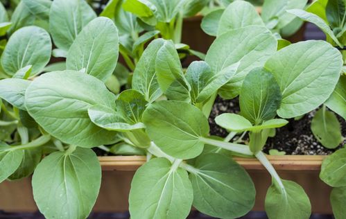 打药，注意事项多