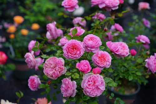 耐热三宝月季， 让你家的花园热热闹闹